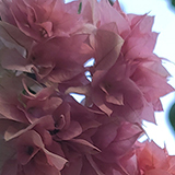 ブーゲンビリアの写真